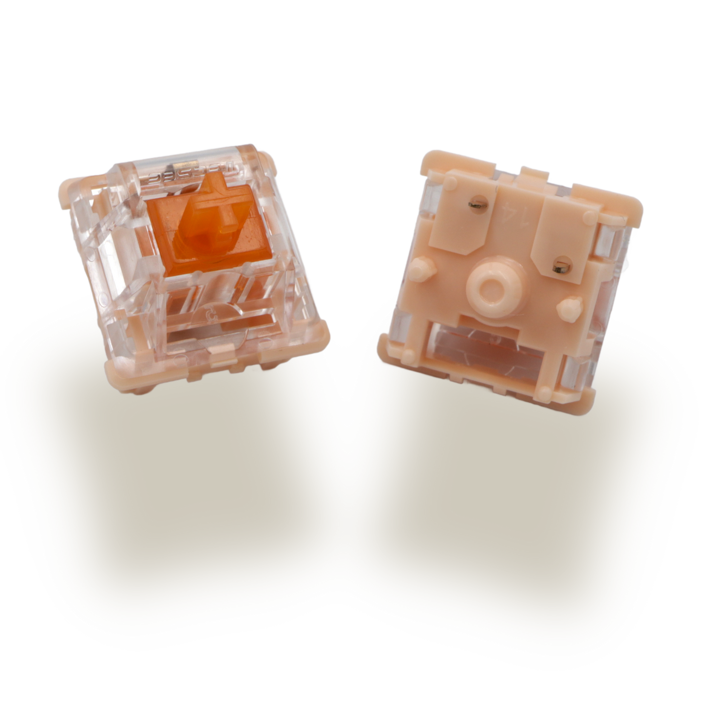 Tecsee Coral